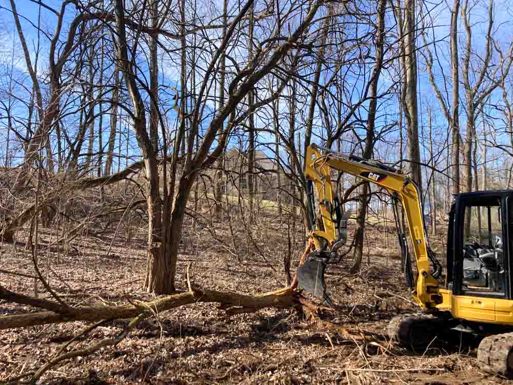 A small yellow excavator with a claw attachment is cutting down a tree in a wooded area. There are other trees in the background.